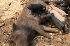 Projet "Cochons" à Ta Phin