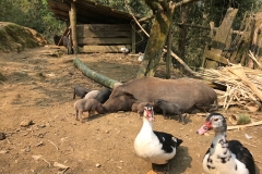 Projet "Cochons" à Ta Phin