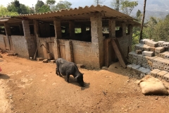 Projet "Cochons" à Ta Phin